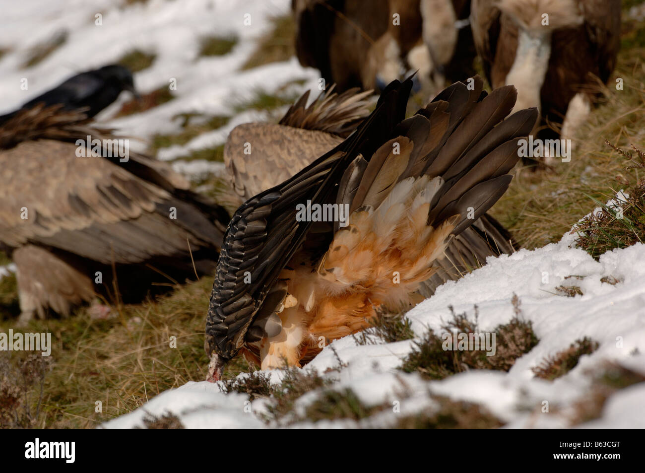 Bartgeier oder Bartgeier sollten Barbatus und Griffon Vulture abgeschottet Fulvus im Schnee fotografiert in den französischen Pyrenäen Stockfoto