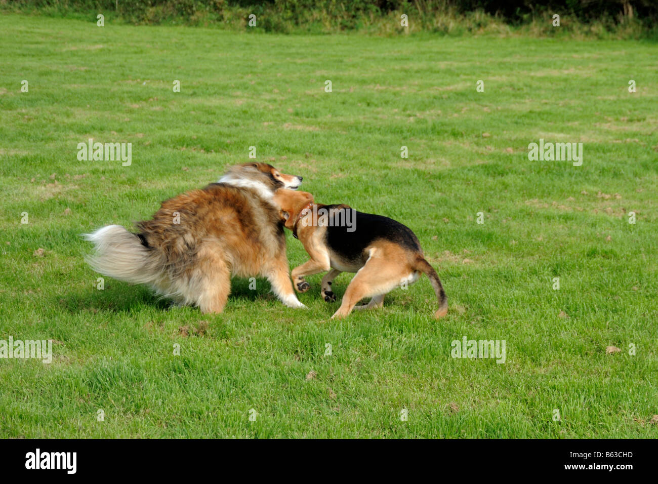 Zwei Hunde kämpfen in einem Feld Stockfoto