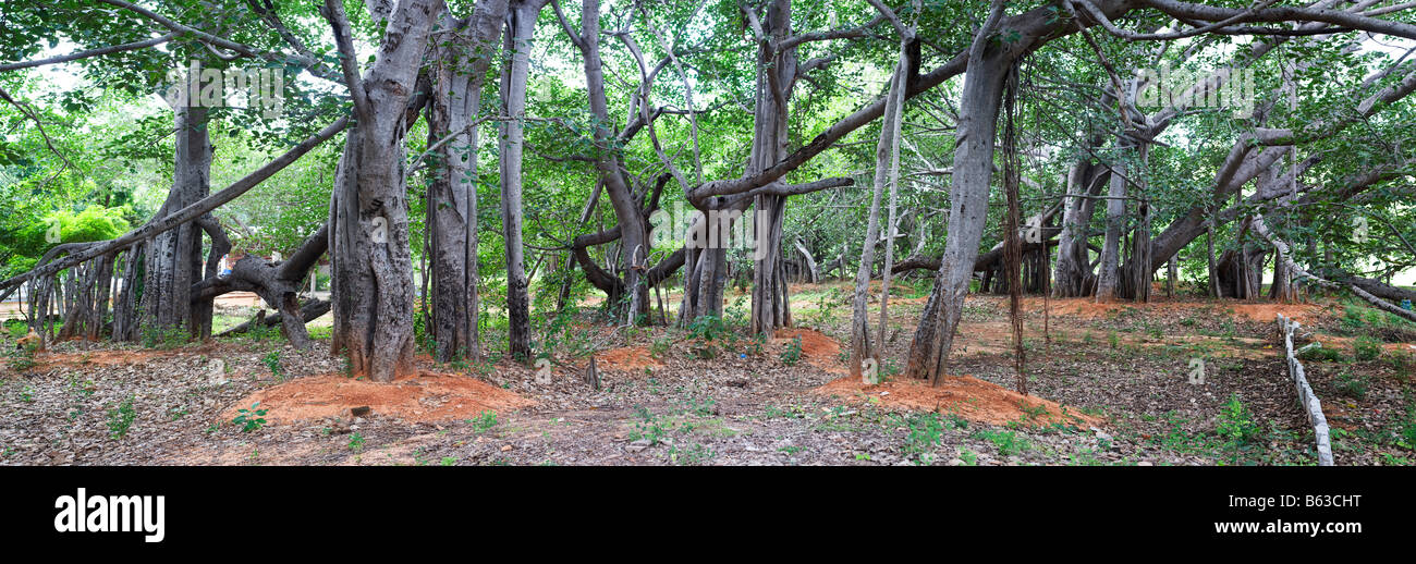 Ficus Benghalensis. Thimmamma Marrimanu Banyan Tree, in der Nähe der Kadiri, Andhra Pradesh, Indien. Der Süden Indiens größter Banyan Tree Stockfoto