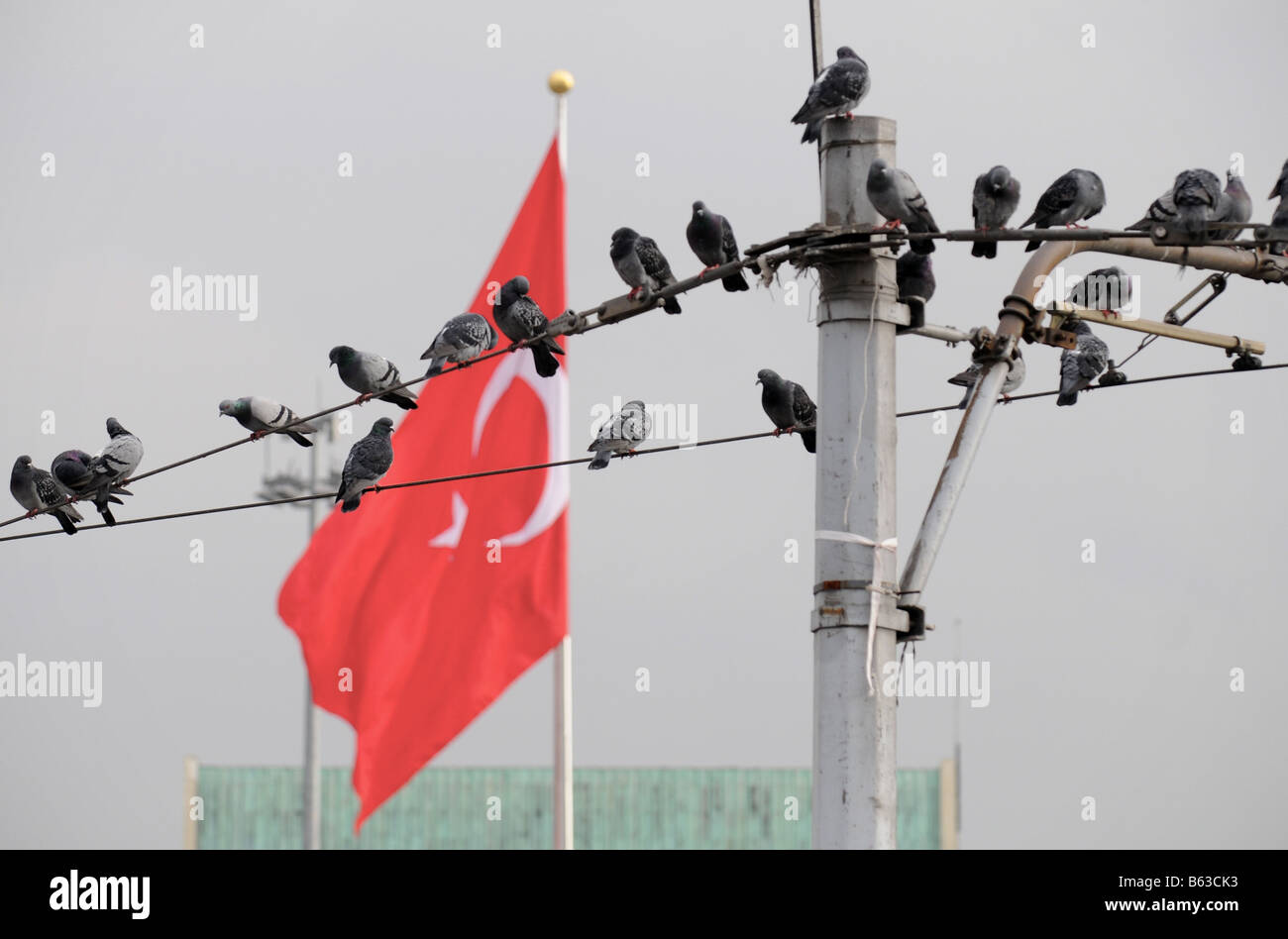 Eine Gruppe von Tauben Barsch auf elektrischen Leitungen mit einer türkischen Flagge im Hintergrund am Taksim-Platz, Istanbul. Stockfoto