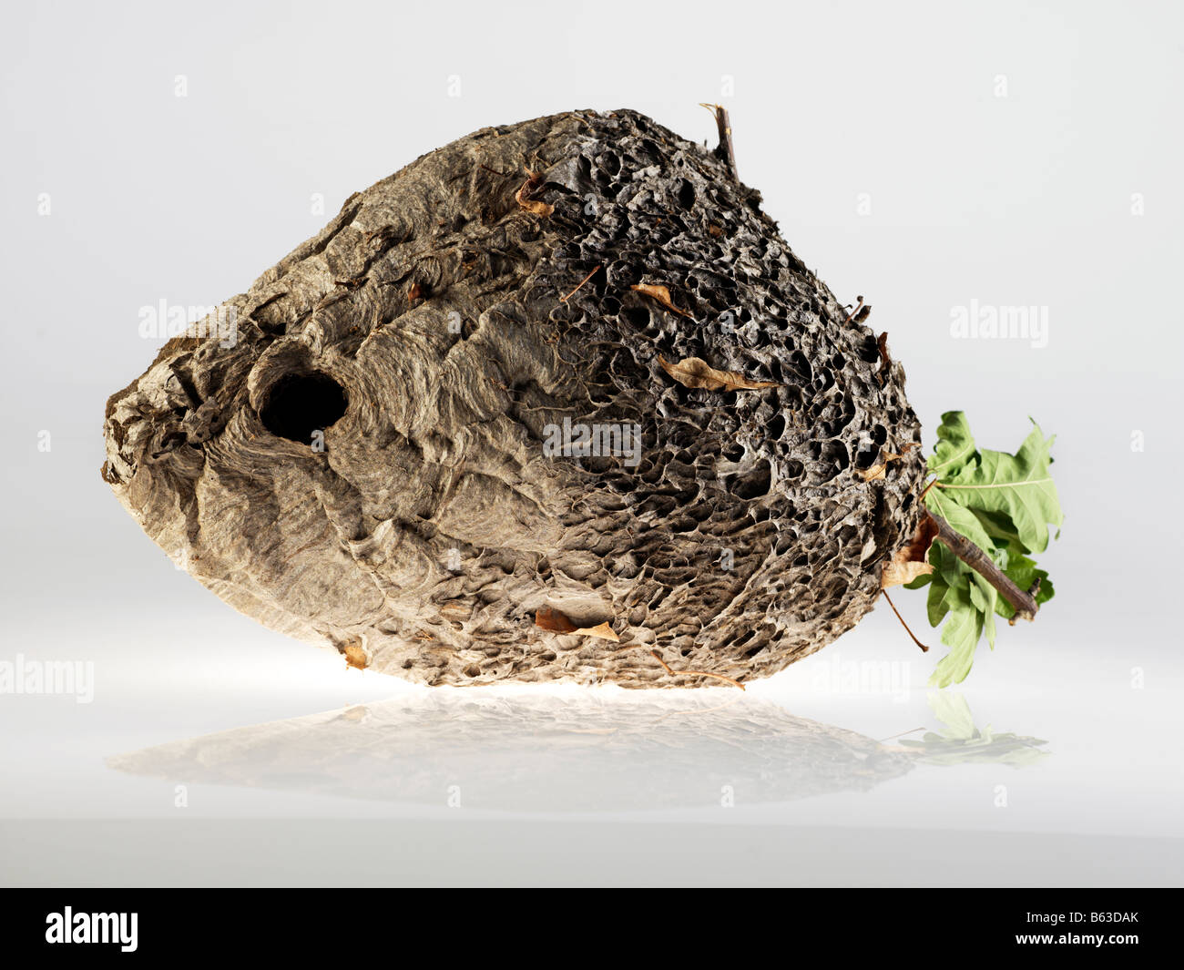 Wespennest ähnelt einer Frucht Stockfoto