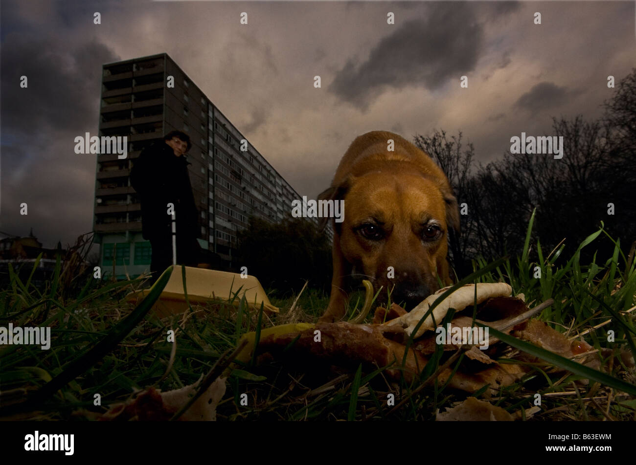 Ein Hund frisst einen ausrangierten Döner in einem Londoner Park während seinen Besitzer schaut Stockfoto