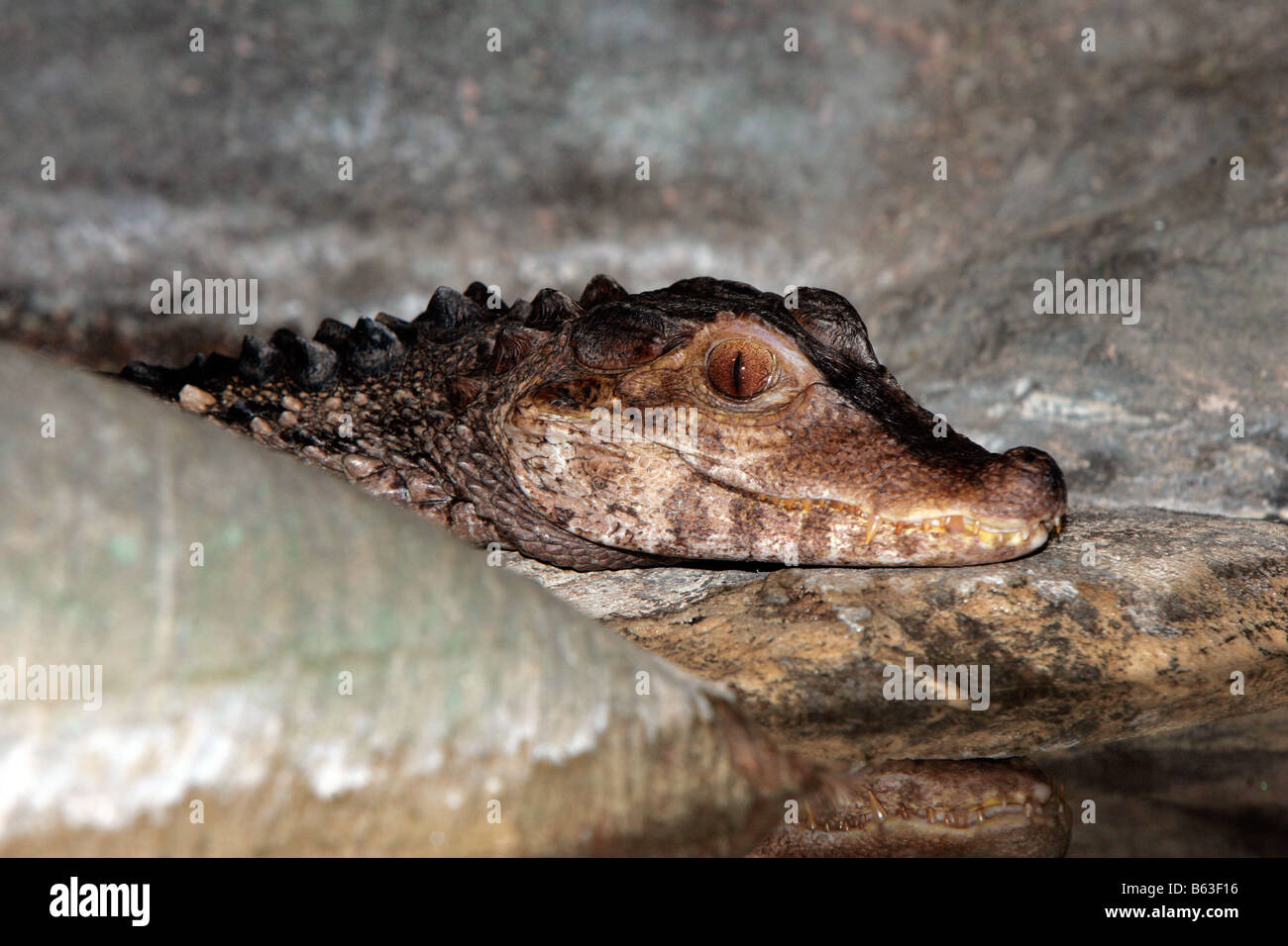 Ein Cayman Alligator spähen hinter einem Felsen Stockfoto