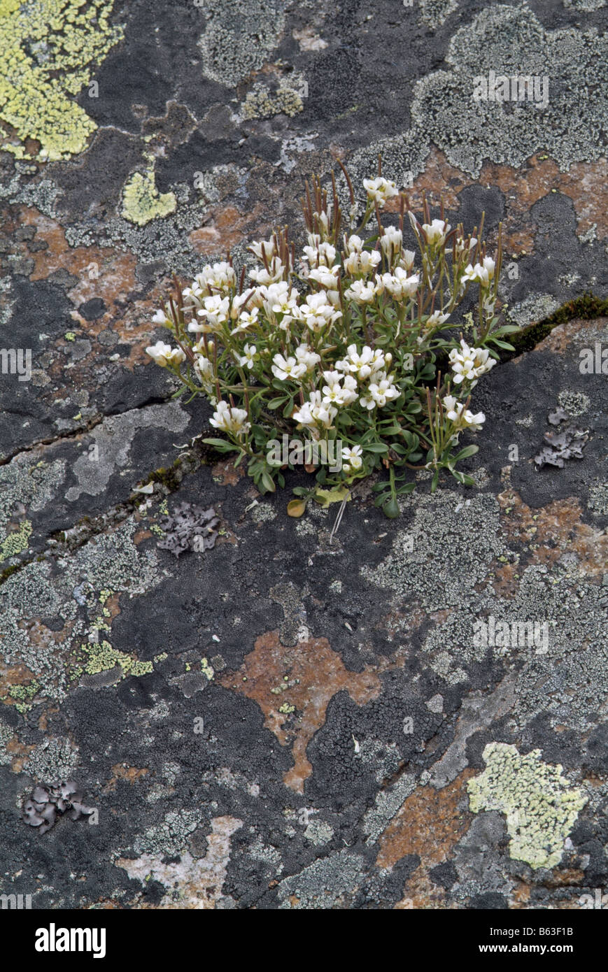 Sämischleder Kresse (Hutchinsia Alpina, Iberidella Alpina), blühende Pflanze Stockfoto