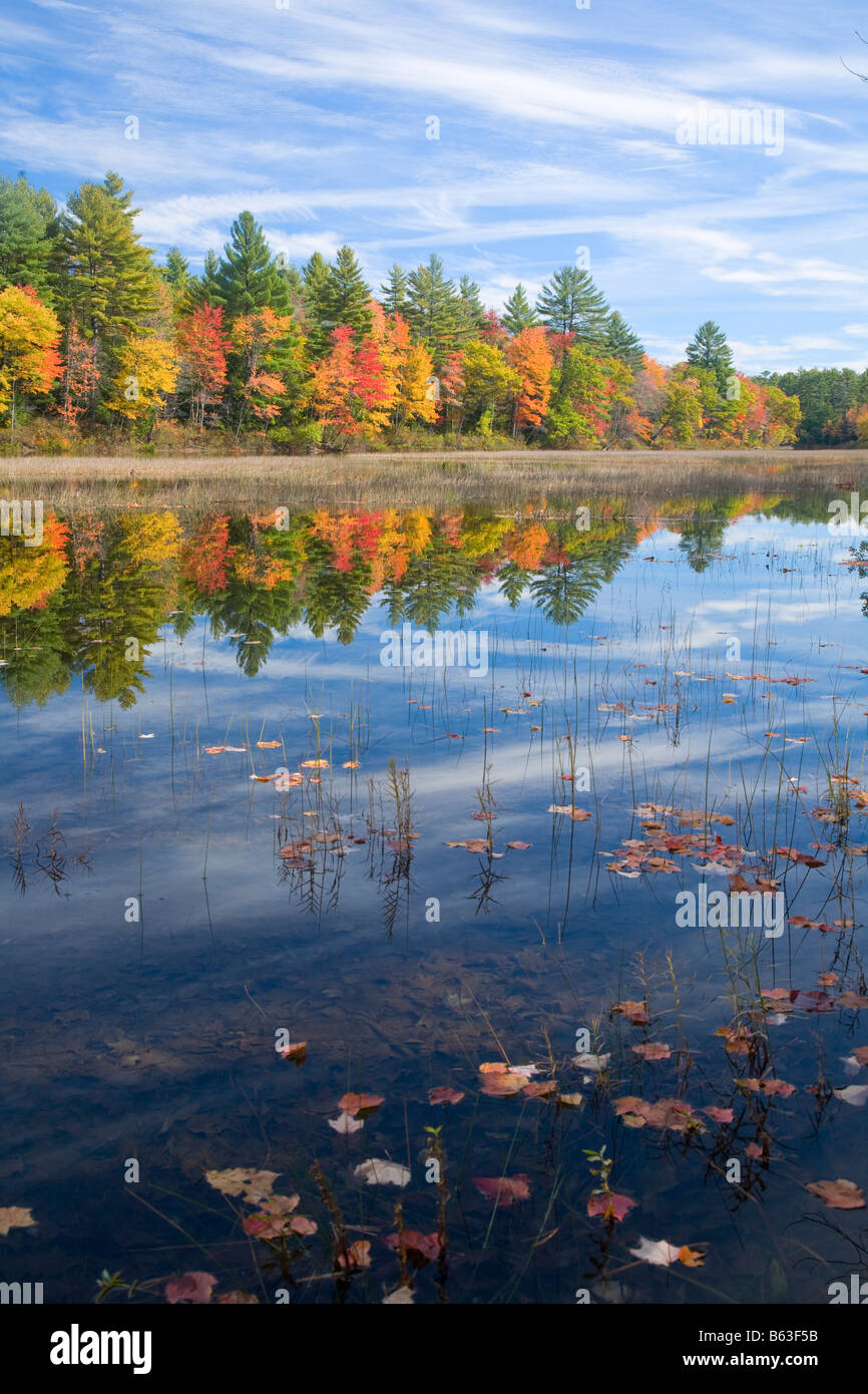 Herbst Bäume am Ufer des Flusses Haverhill, Maine, New England, USA. Stockfoto