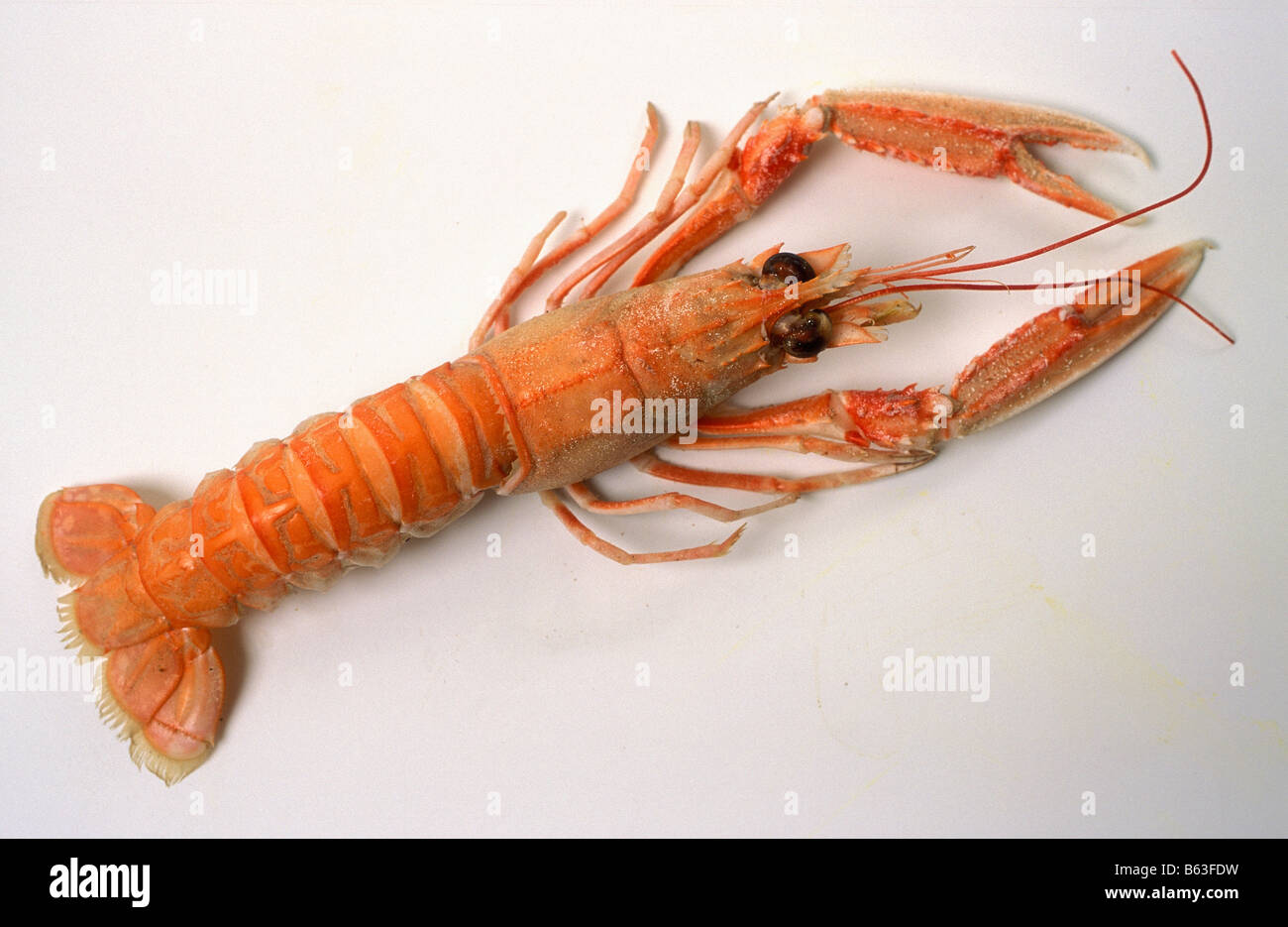 Norwegischer Hummer Stockfoto