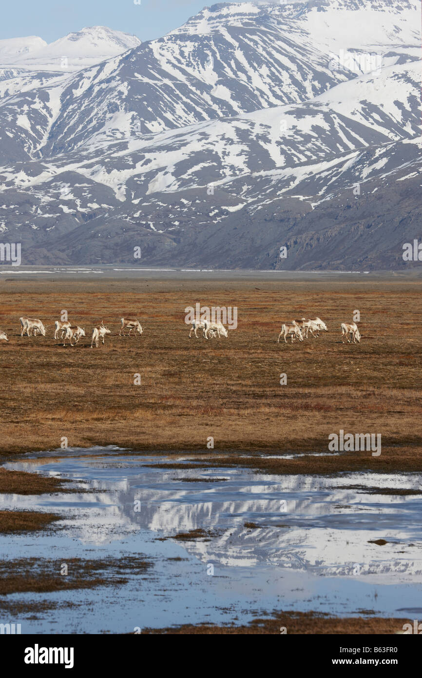 Rentier Herde weiden, Hornafjördur Fjord Ost-Island, Stockfoto