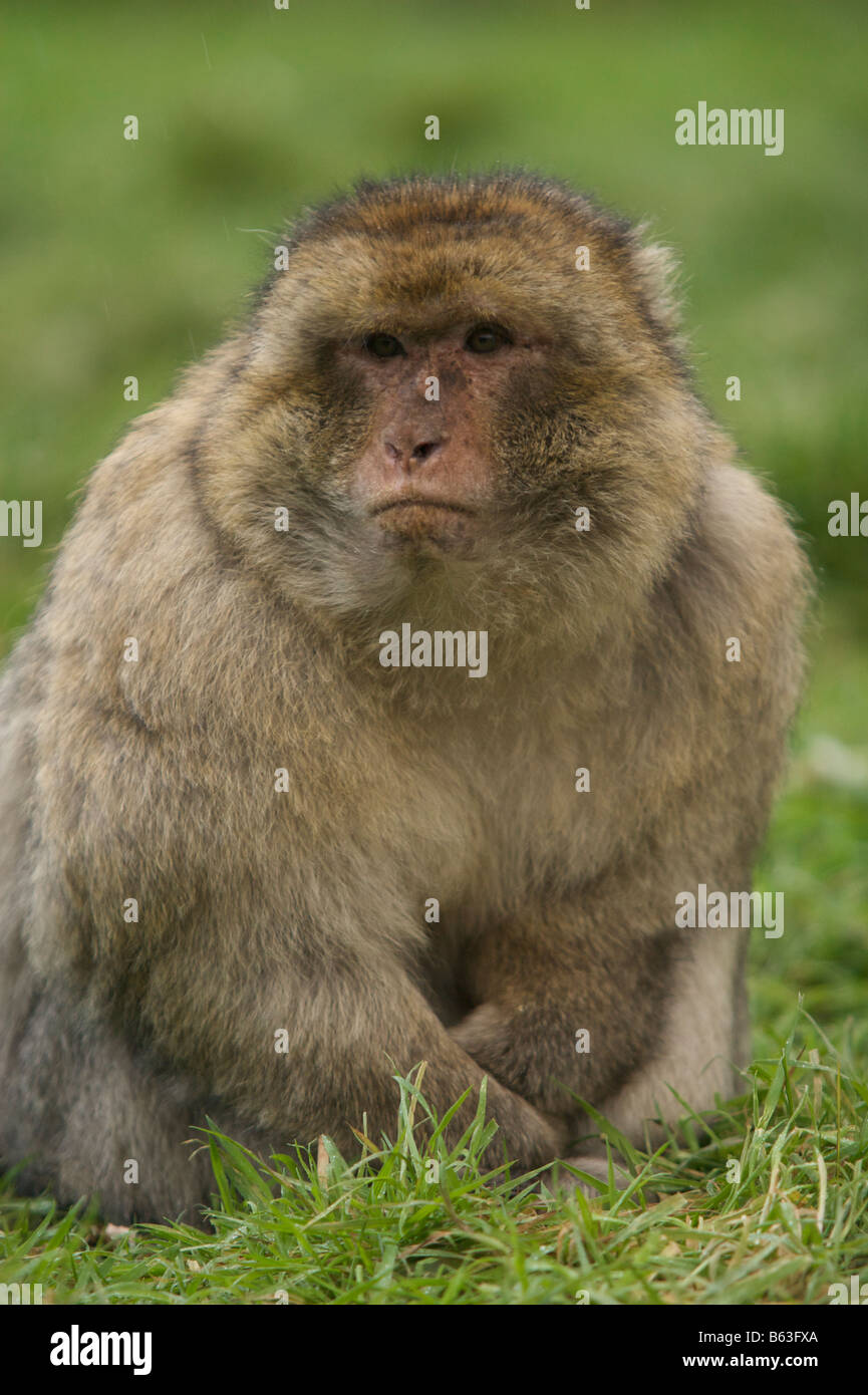 Barbary Macaque Macaca Sylvanus Affe aus Marokko und Algerien Stockfoto