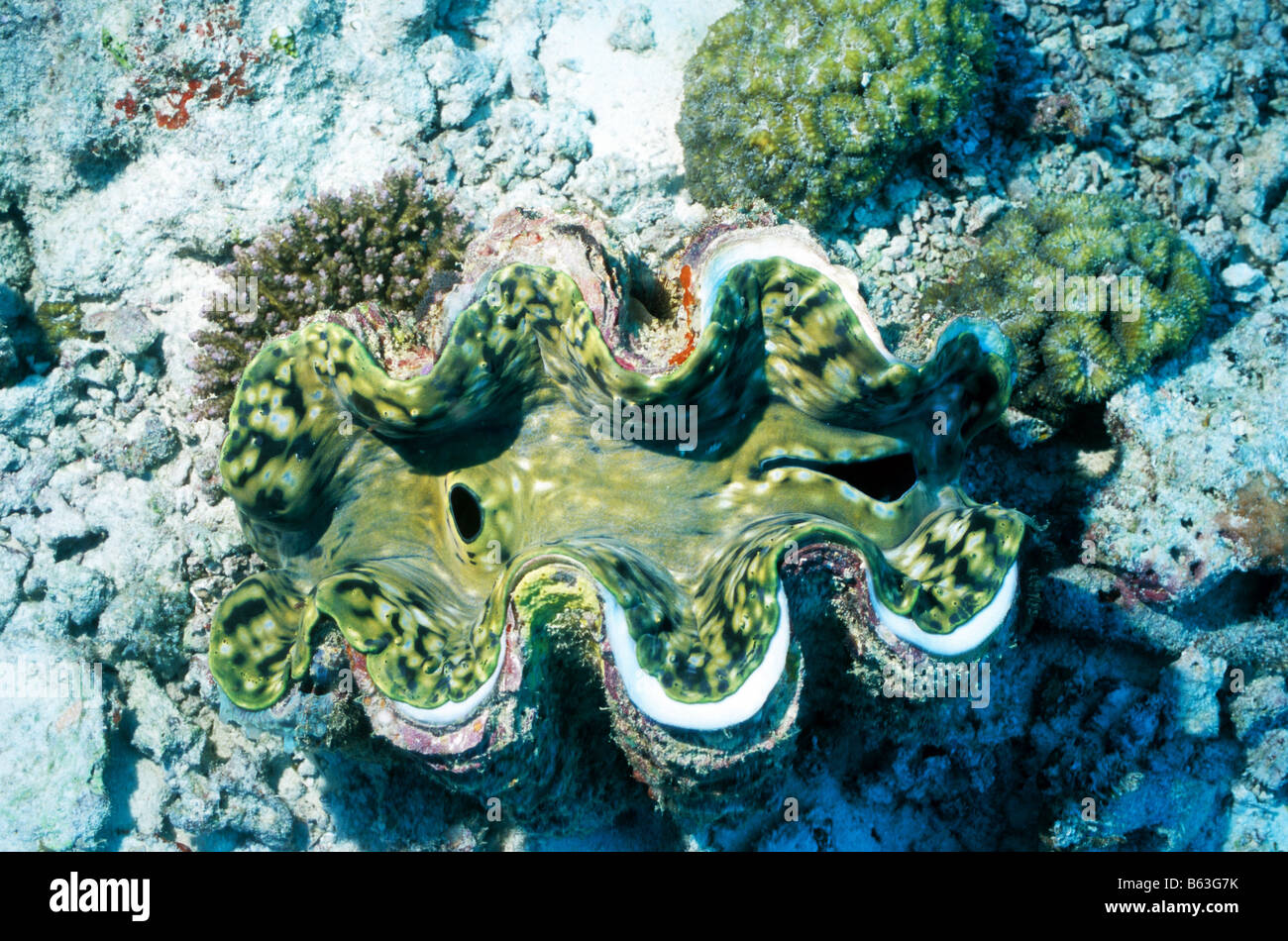 Große Riesenmuschel. Muscheln. Tridacnidae. Tridacna Maxima. Marine Unterwasserwelt der Malediven. Stockfoto