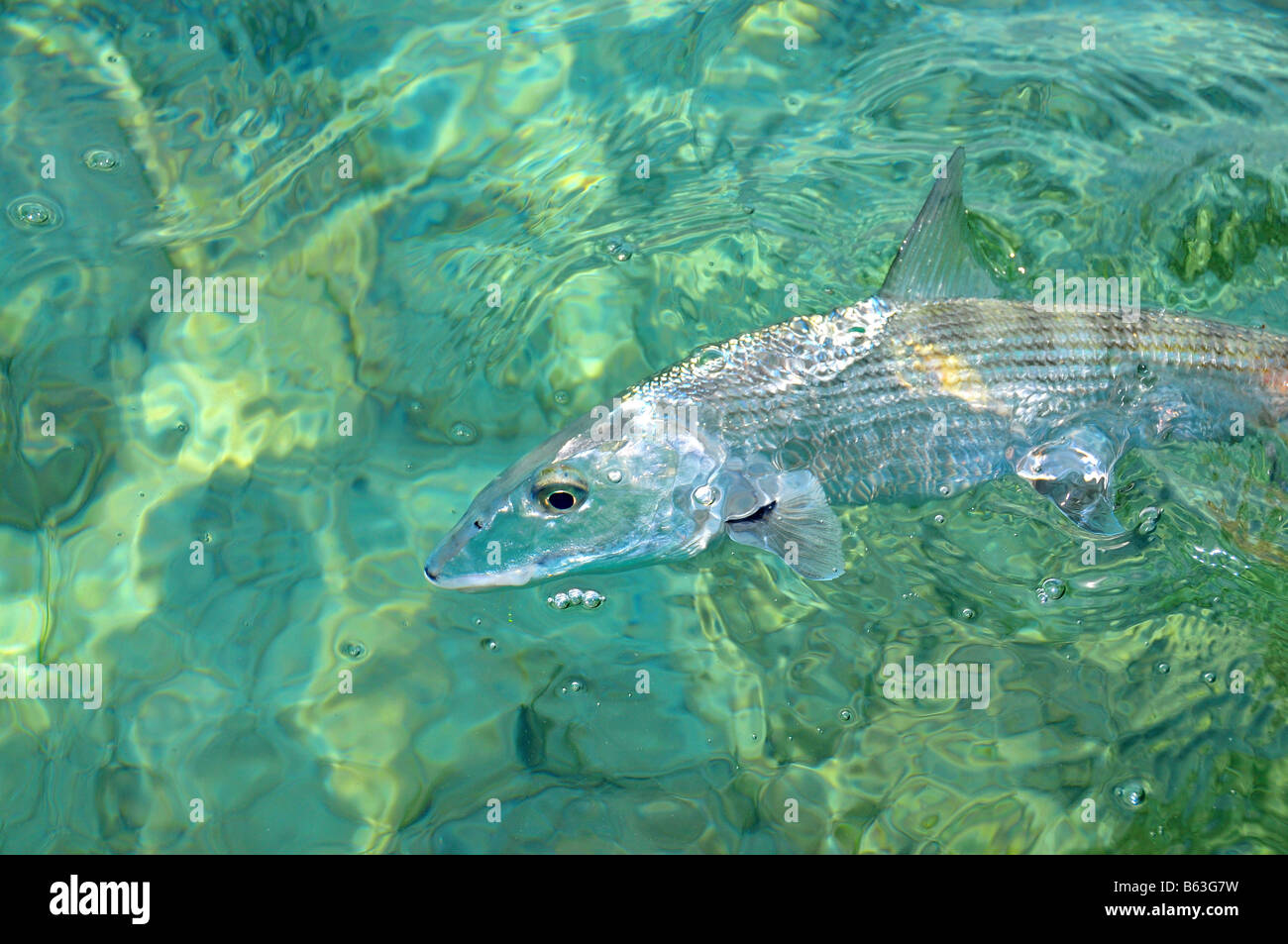 Eine karibische Bonefish oft ernähren sich von Krabben und Garnelen in den flachen Salzwasser Wohnungen überall in den Tropen. Stockfoto
