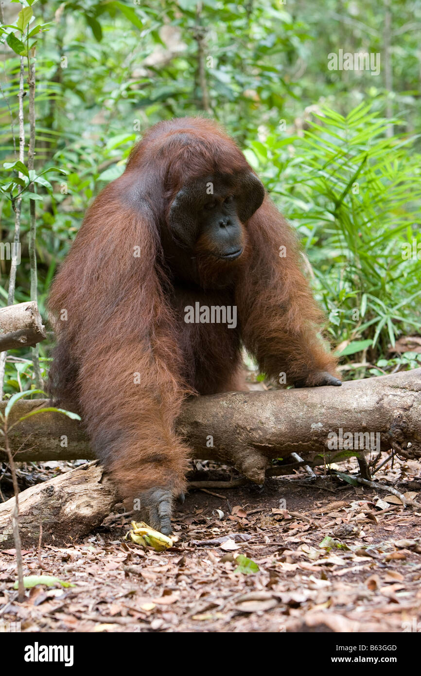 Männlichen Orang-Utan [Pongo Pygmaeus] in Tanjung Puting NP Borneo Stockfoto