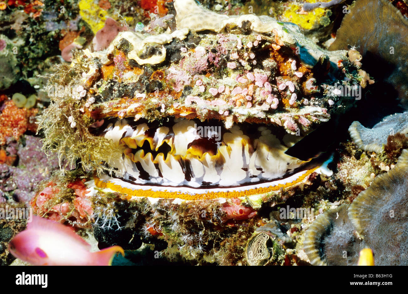 Variable dornige Auster. Muscheln. Seepocken. Spondylidae. Spondylus Platzleitung. Marine Unterwasserwelt Malediven. Stockfoto
