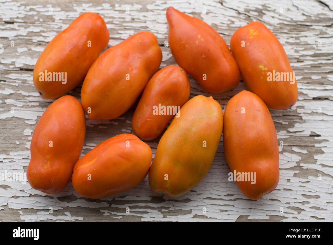 San Marzano Tomaten an Mingodale Betriebe Baltimore County Maryland Stockfoto
