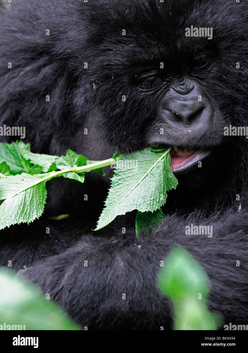 Juvenile Mountain Gorilla Gorilla Beringei Essen essende Nesseln in Ruandas Parc Nationale des Vulkane Stockfoto