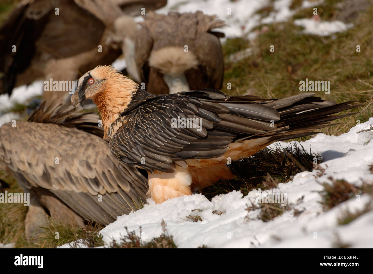 Bartgeier oder Bartgeier sollten Barbatus, Erwachsene im Schnee fotografiert in den französischen Pyrenäen Stockfoto