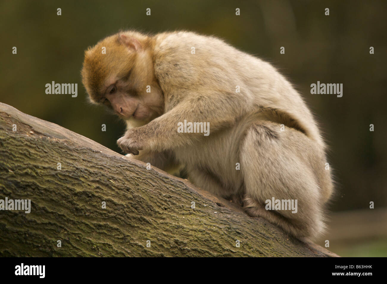Barbary Macaque Macaca Sylvanus Affe aus Marokko und Algerien Stockfoto