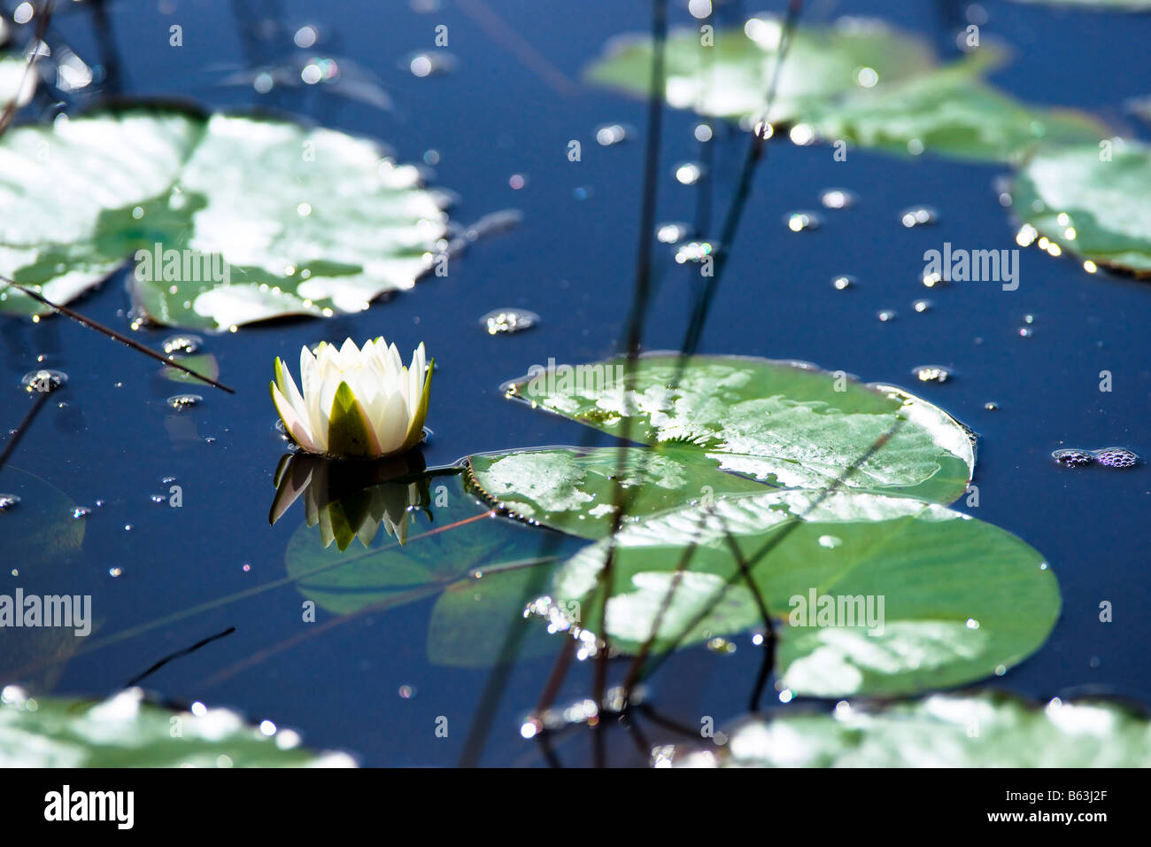 Lilly Pad in den Everglades National Park Stockfoto