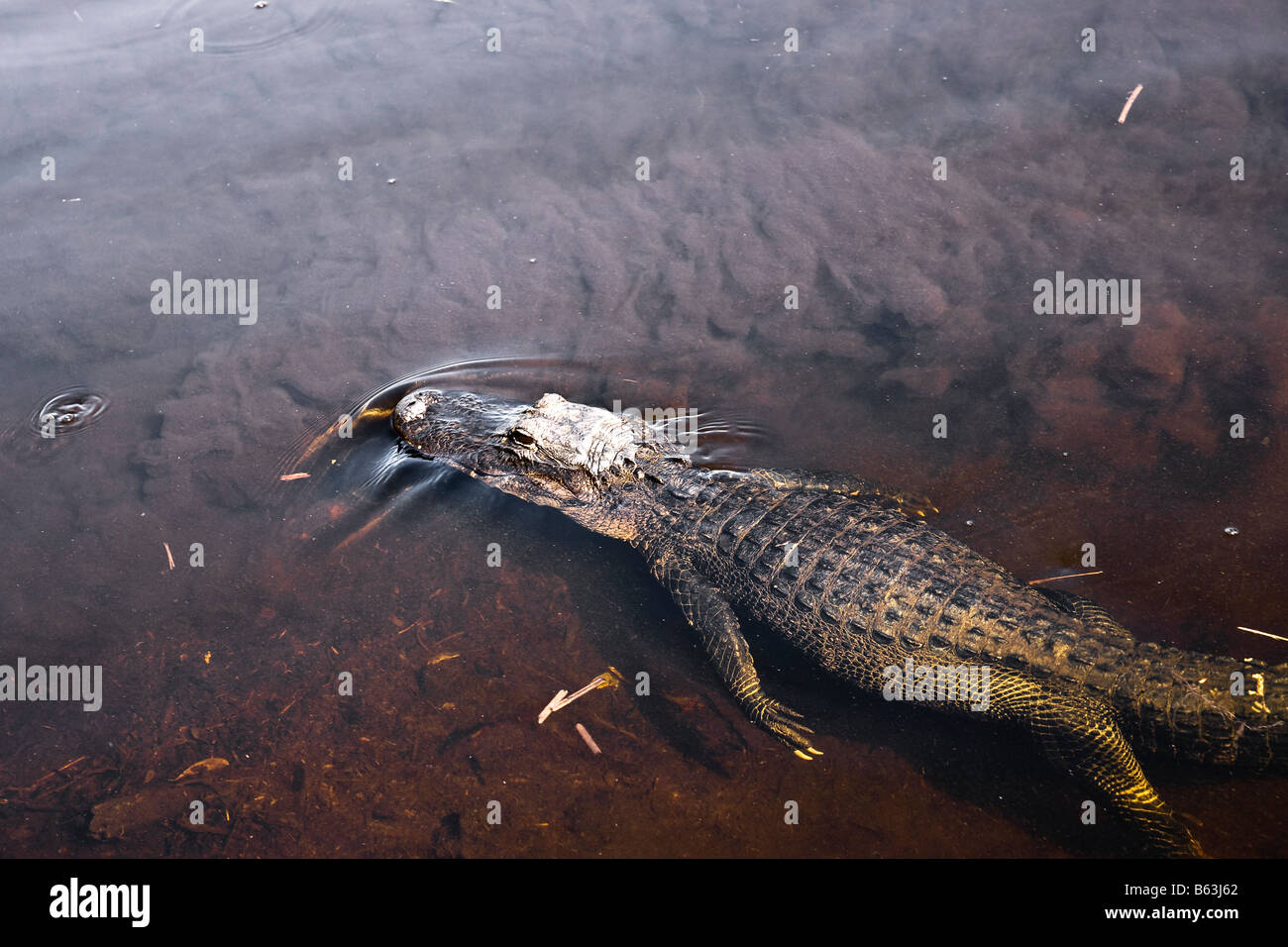 Alligator in den Everglades National Park Stockfoto