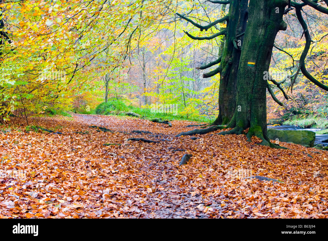 Pfad zu Hardcastle Klippen im Herbst Stockfoto