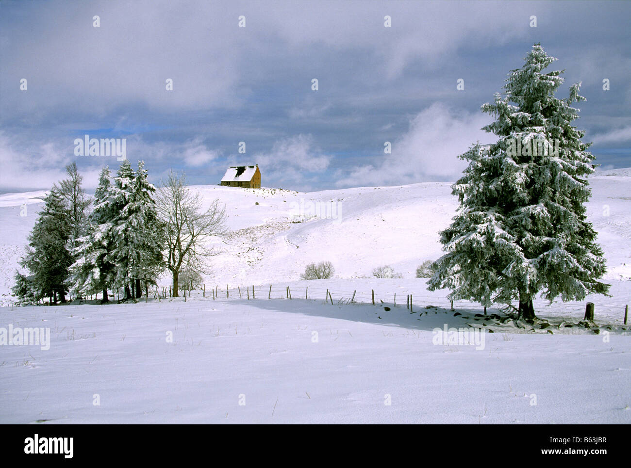 Winterschneelandschaft - Tannen im Schnee Stockfoto