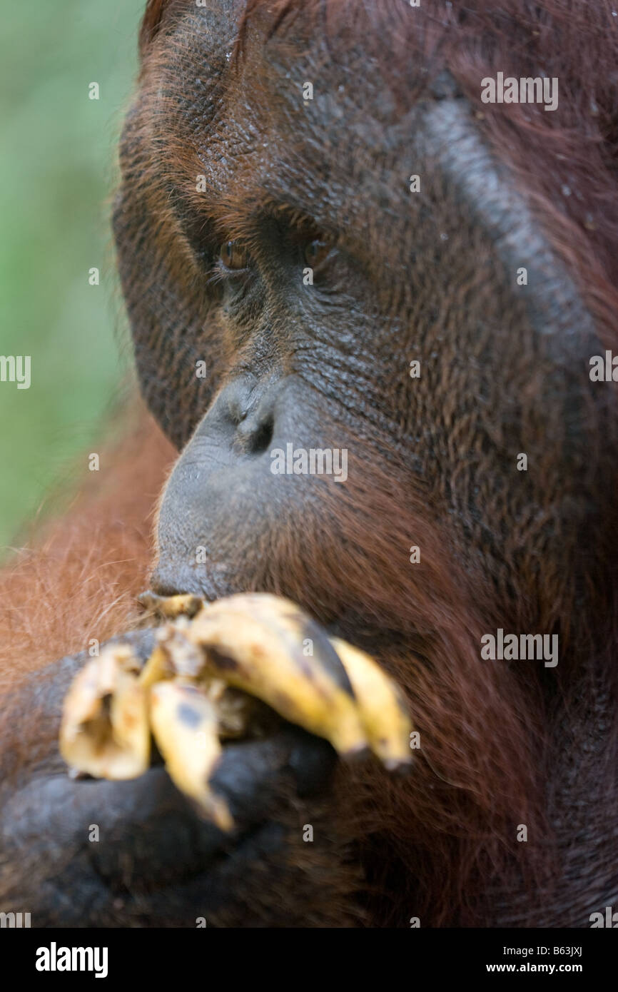 Männliche Bornean Bornean Orangutan Pongo Pygmaeus Essen eine Banane in Tanjung Puting NP Borneo angeflanscht Stockfoto