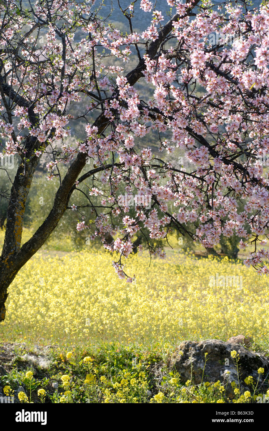 Frühling rosa Mandelblüten und gelbe Wildblumen. Stockfoto