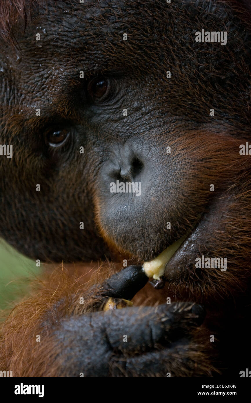 Männliche Bornean Bornean Orangutan Pongo Pygmaeus Essen eine Banane in Tanjung Puting NP Borneo angeflanscht Stockfoto