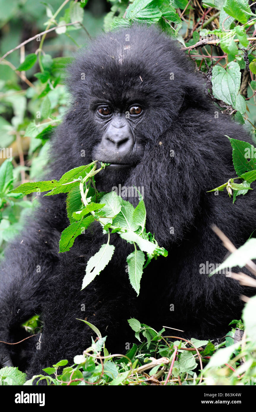 Juvenile Mountain Gorilla Gorilla Beringei Essen essende Nesseln in Ruandas Parc Nationale des Vulkane Stockfoto