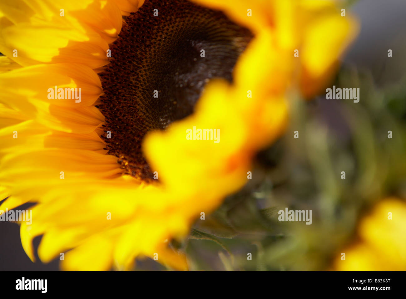 SUN FLOWER HEAD Stockfoto