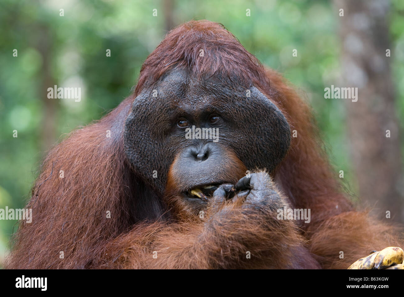 Männliche Bornean Bornean Orangutan Pongo Pygmaeus Essen eine Banane in Tanjung Puting NP Borneo angeflanscht Stockfoto