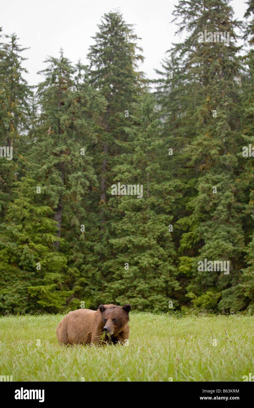 USA Alaska Misty Fjords National Monument braun Grizzlybär Ursus Arctos Fütterung hoch Segge Gras entlang der Küste Stockfoto