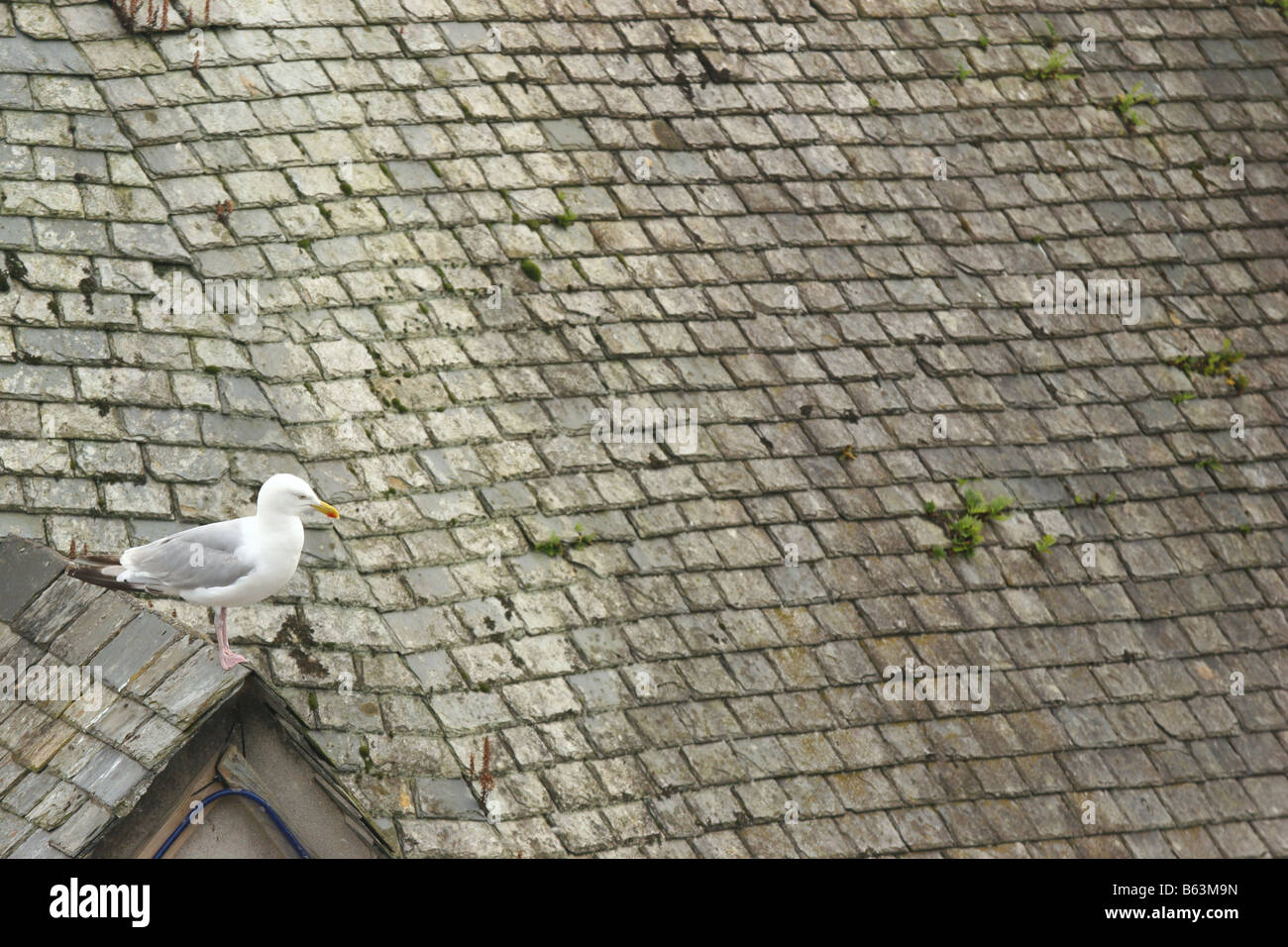 Möwe thront auf Dach in Padstow, Cornwall, UK Stockfoto