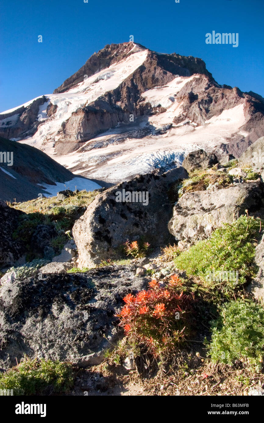 Mount Hood über Wilflowers auf Barrett Sporn Mount Hood Wildnis Mount Hood National Forest Oregon Stockfoto