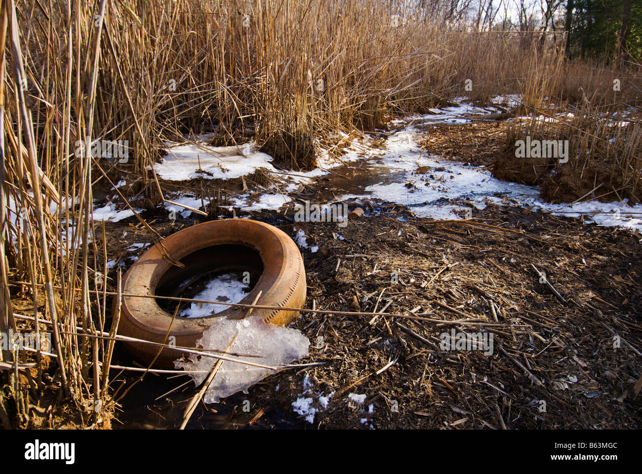 Alte Reifen, Müll in Feuchtgebieten in der Nähe der Chesapeake Bay Stockfoto