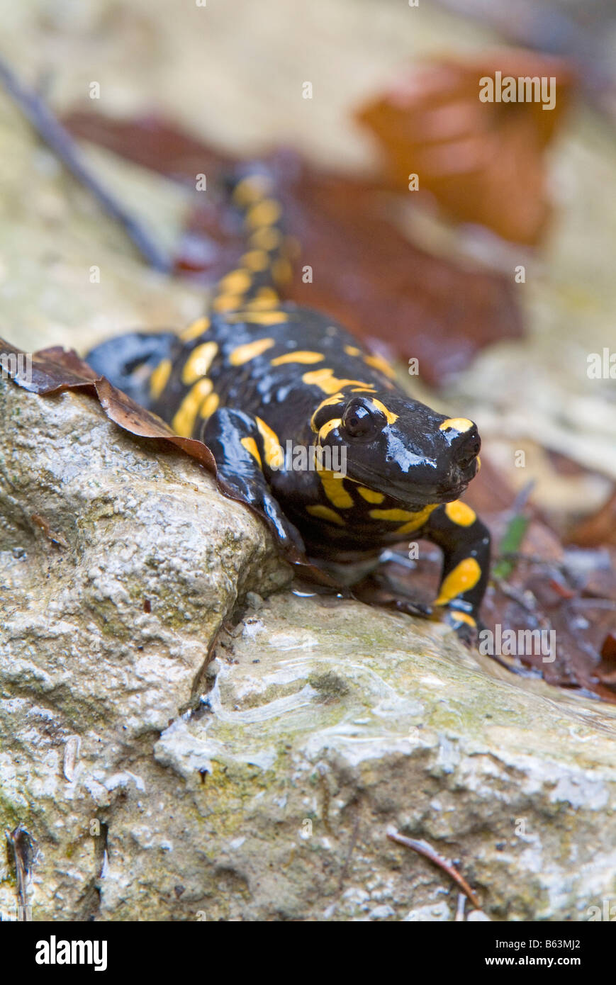 Europäische Feuersalamander (Salamandra Salamandra) auf Felsen Stockfoto