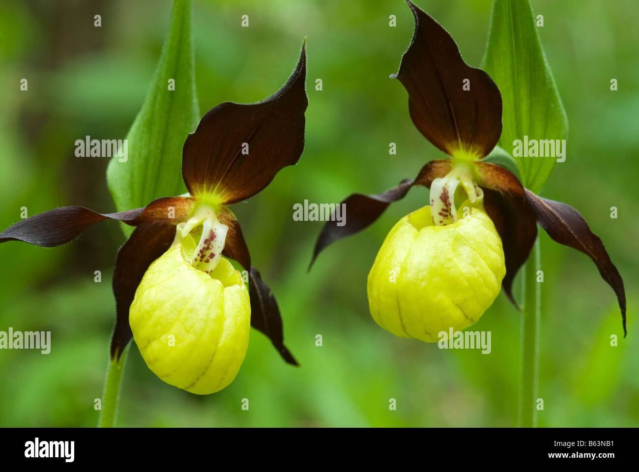 Ladys Slipper Orchidee (Cypripedium Calceolus), Blumen Stockfoto