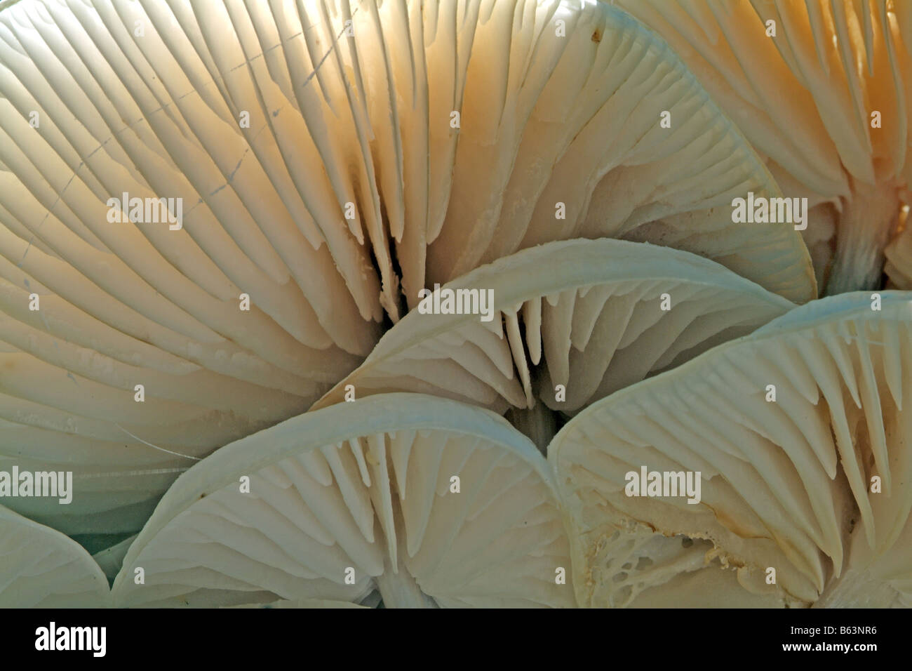 Porzellan-Pilz (Oudemansiella Mucida) von unten gesehen Stockfoto