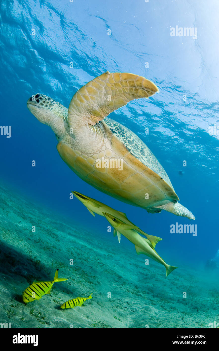 Grüne Meeresschildkröte, Chelonia Mydas, im seichten Wasser schwimmen. Stockfoto