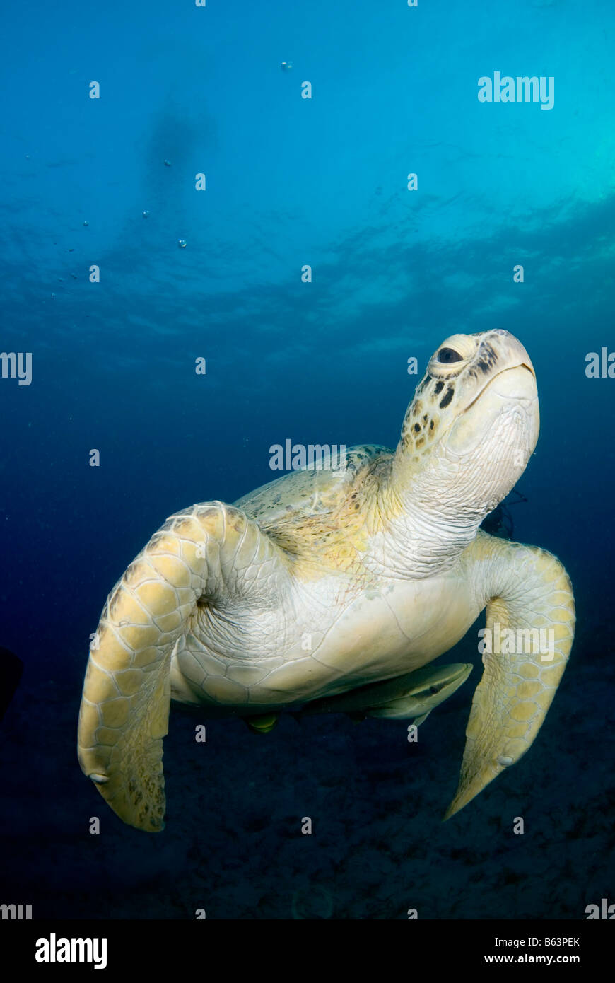 Grüne Meeresschildkröte, Chelonia Mydas, im seichten Wasser schwimmen. Stockfoto