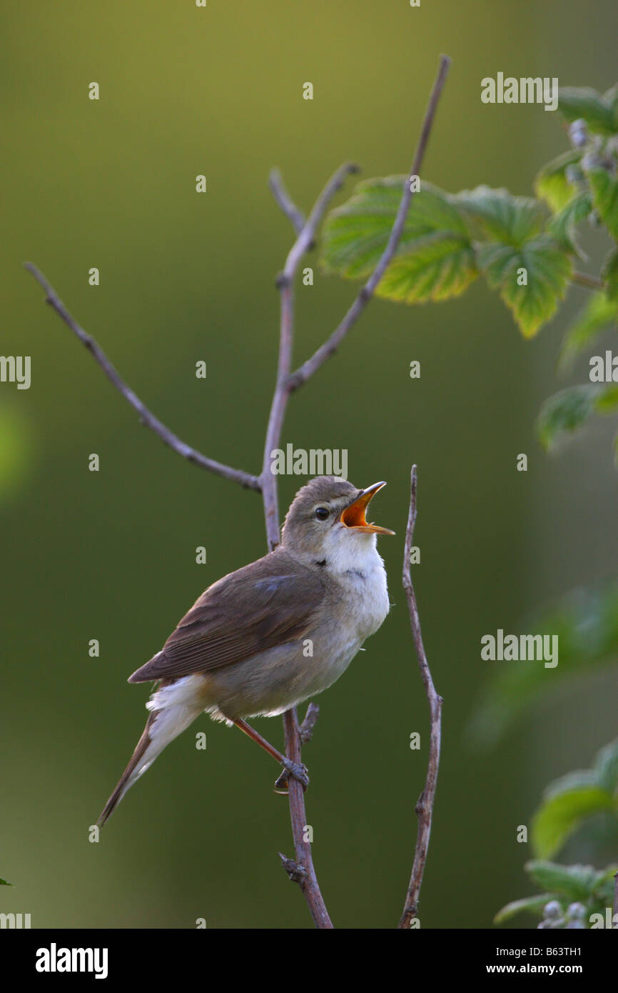 Blyth Reed Warbler (Acrocephalus Dumetorum) singen. Stockfoto