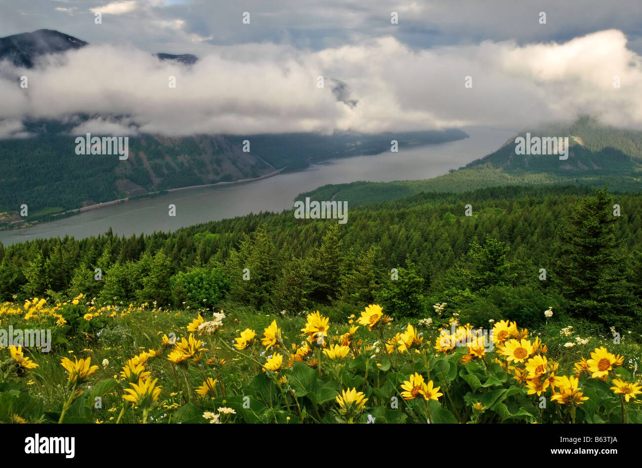 Balsamwurzel und Ansicht der Columbia River Gorge vom Hund Bergweg Washington Stockfoto