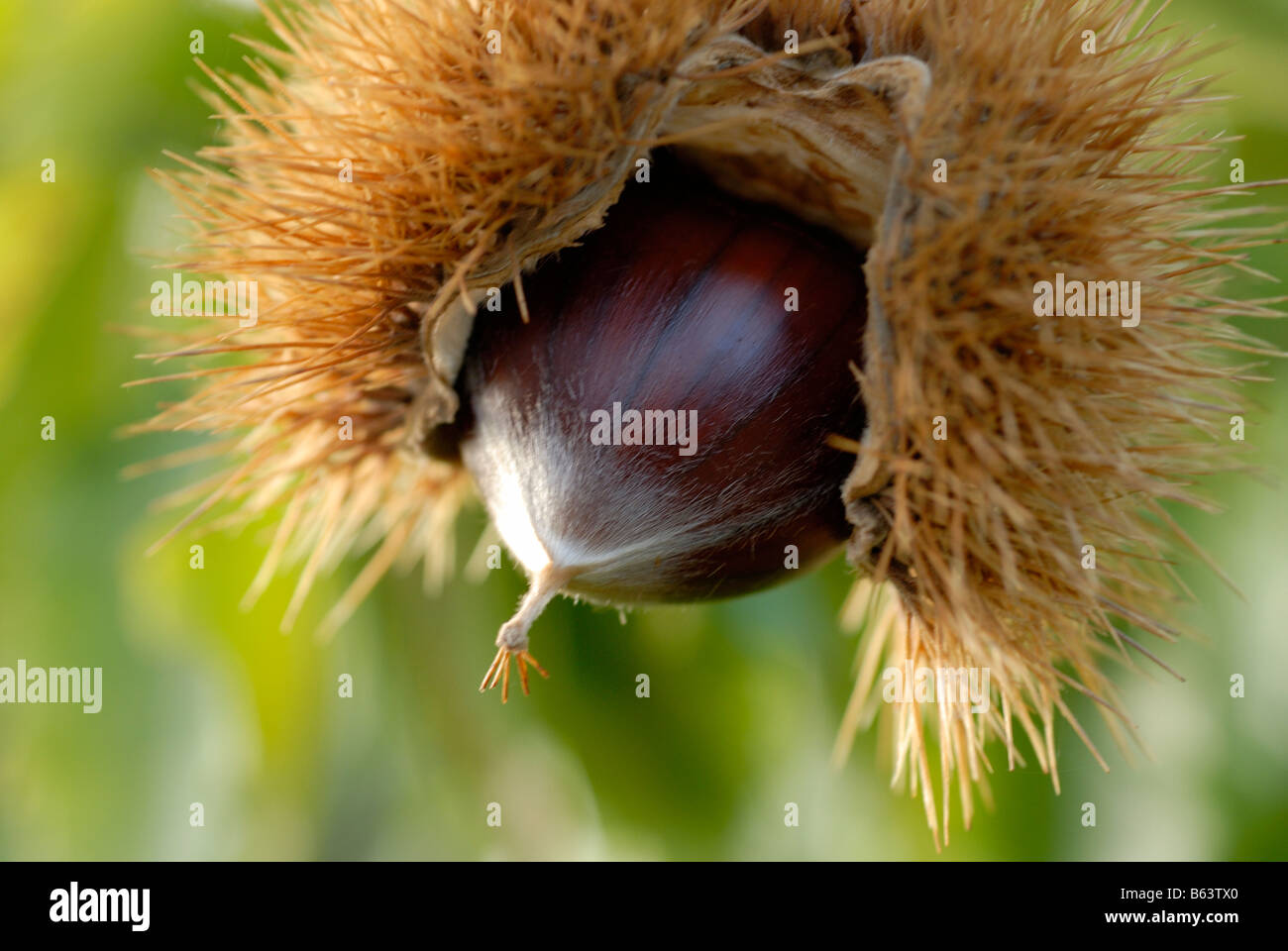 Kastanie am Kastanienbaum. Im Herbst fallen. Ernte. Spanische Kastanie. Stockfoto