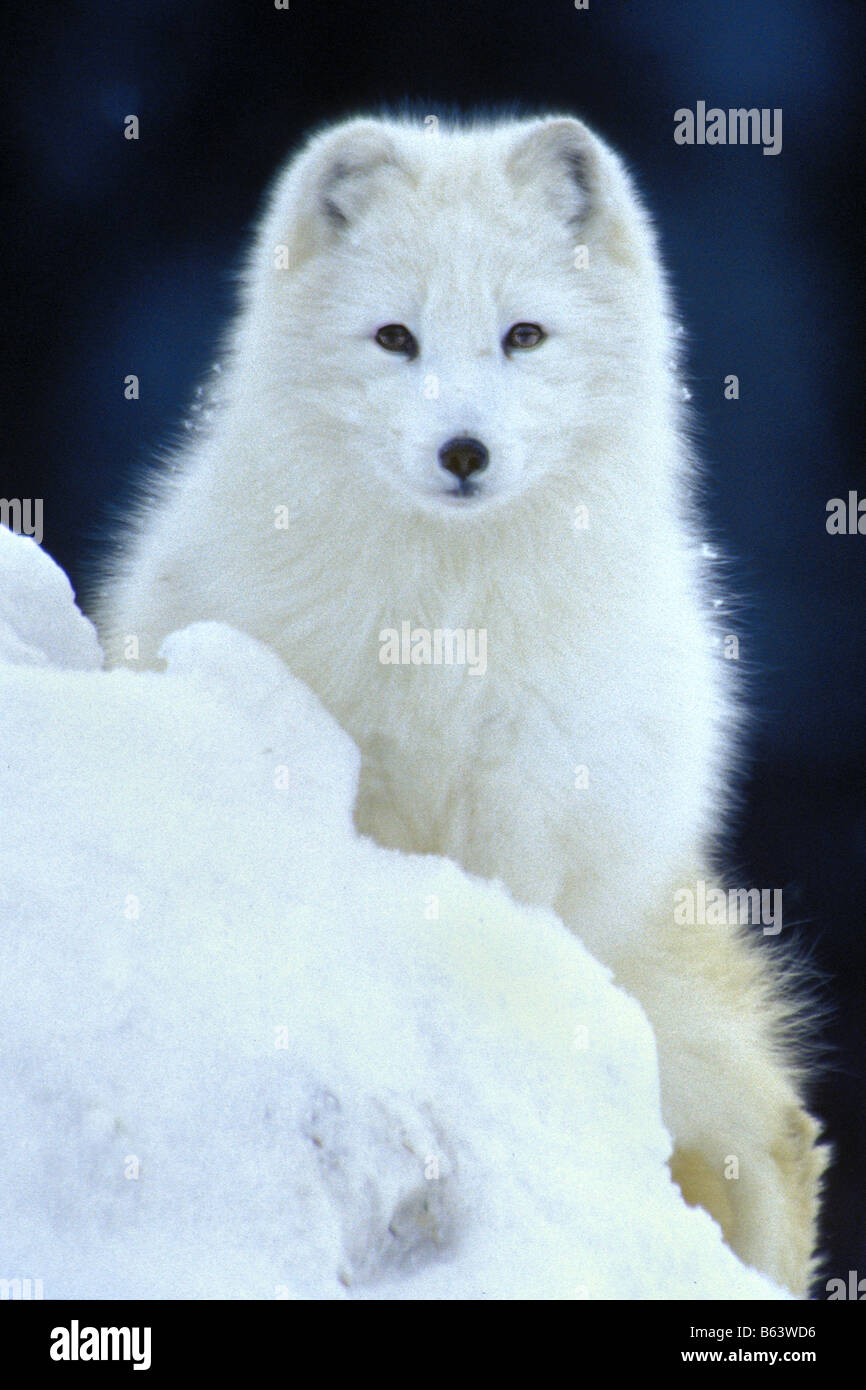 Polarfuchs auf einer Schneewehe - kontrollierten Bedingungen Stockfoto