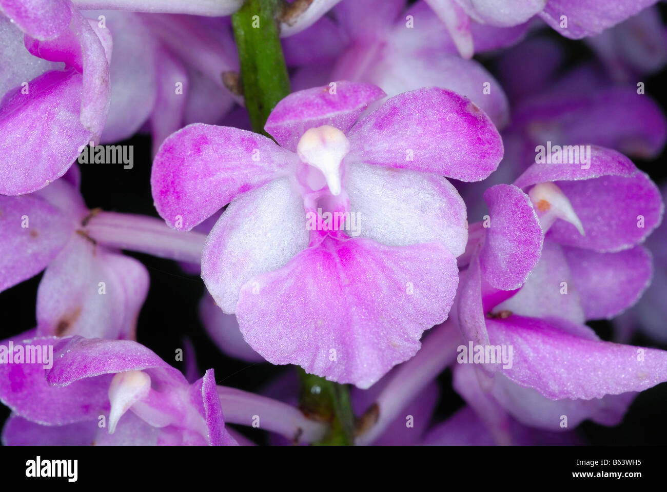 Orchideen aus den immergrünen Hügel Wäldern von Arunachal Pradesh. Indien Stockfoto