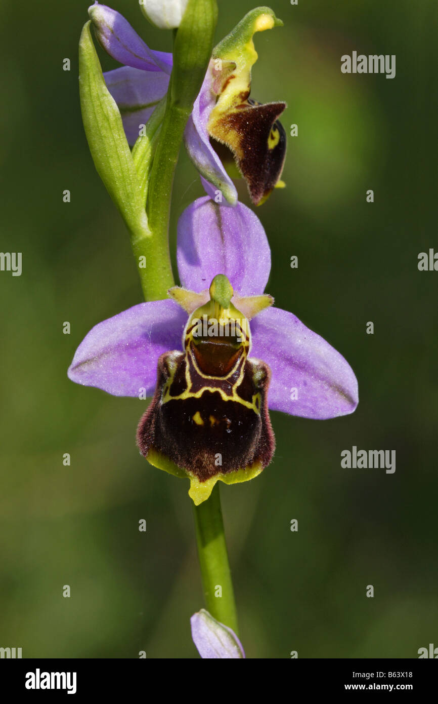 Hummelragwurz Ragwurz Orchidee Ophrys holoserica Stockfoto
