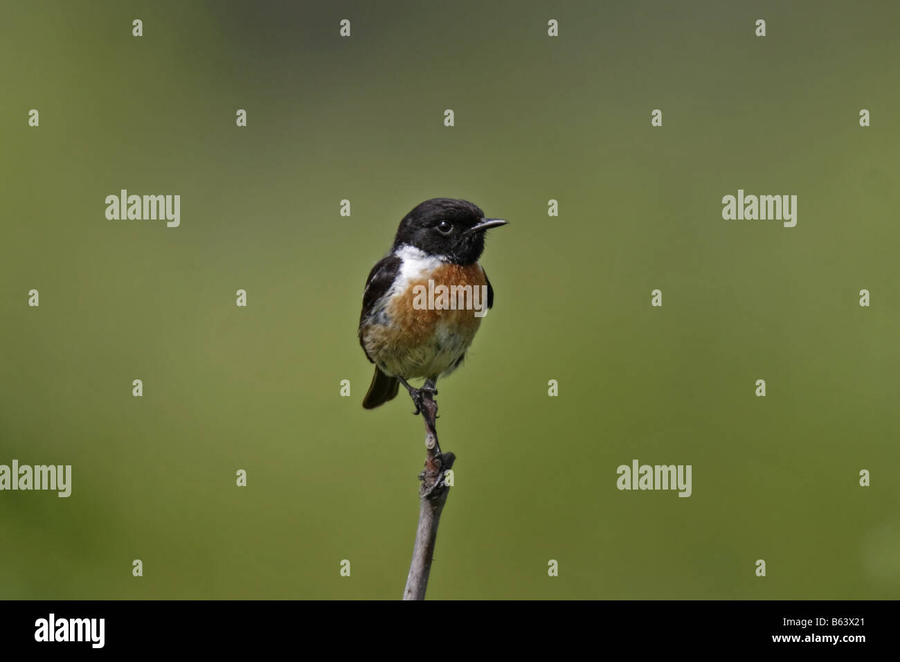 Schwarzkehlchen Saxicola Torquata afrikanischen Schwarzkehlchen Stockfoto