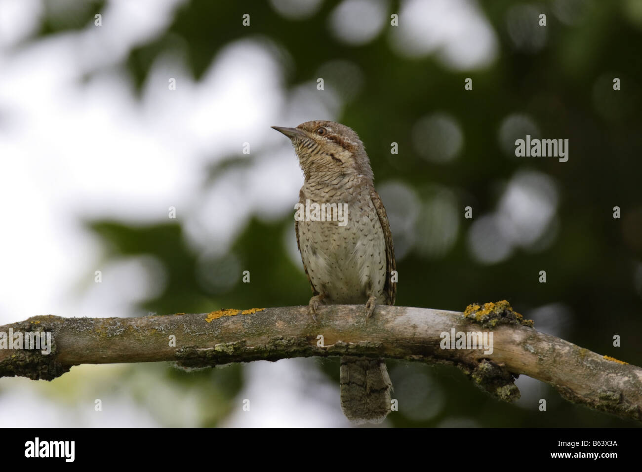 Wendehals Jynx Torquilla Wendehals Specht Stockfoto