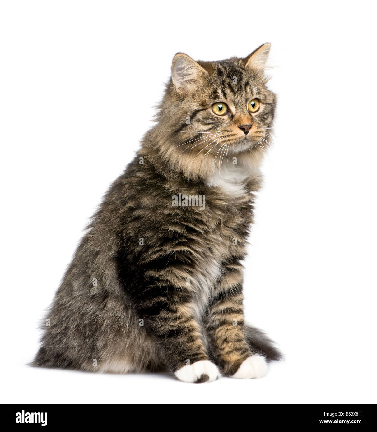 Europäische Katze vor einem weißen Hintergrund Stockfoto