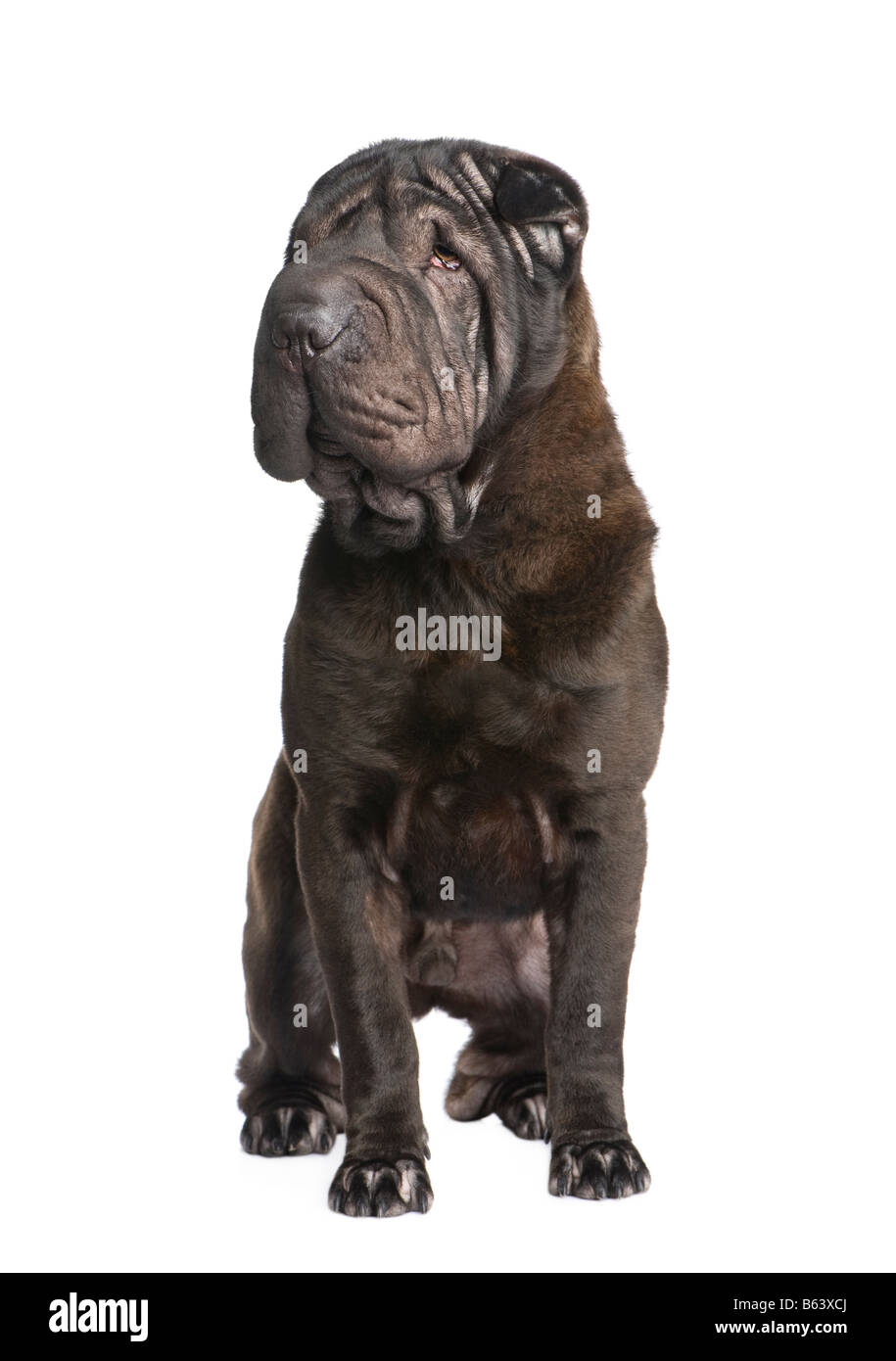 Sharpei 10 Monate vor einem weißen Hintergrund Stockfoto