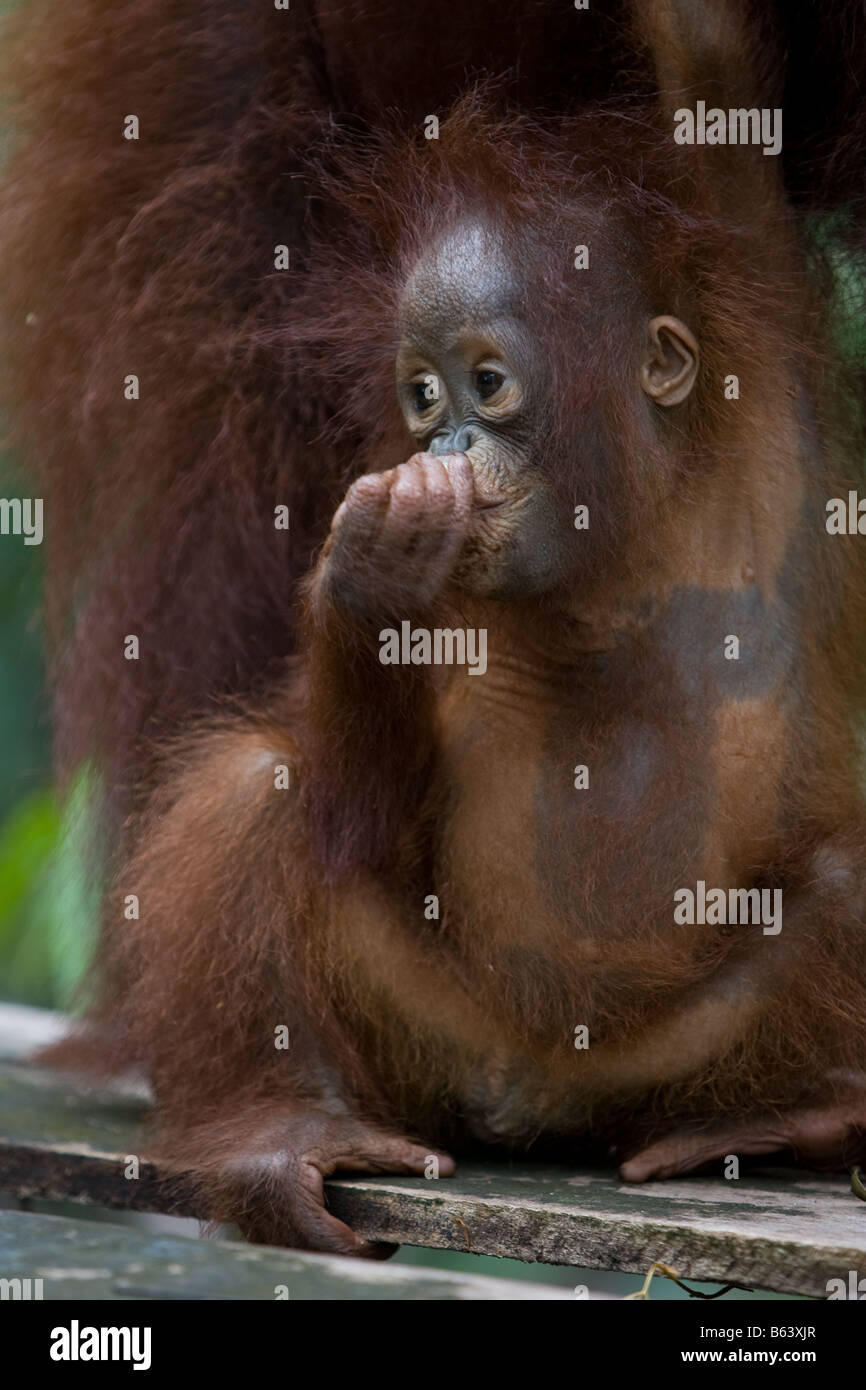 Kleinkind Orang-Utan [Pongo Pygmaeus] im Camp Leakey Futterstation in Tanjung Puting NP Borneo Stockfoto